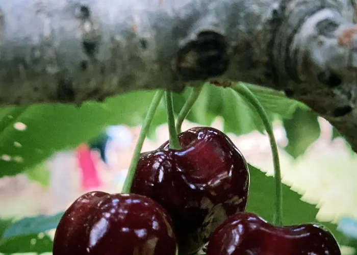 Ferienhaus Among Cherries&village Salari