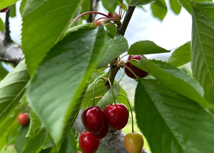 Among Cherries&village Salari