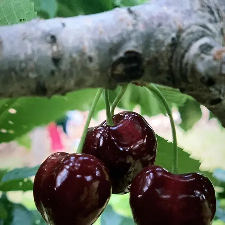 Сasa de vacaciones Among Cherries & Village Salari
