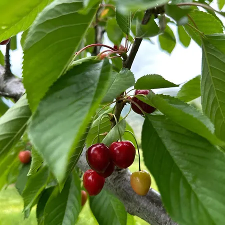 Among Cherries & Village Salari