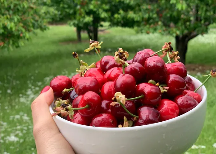 Among Cherries & Village Сasa de vacaciones Salari